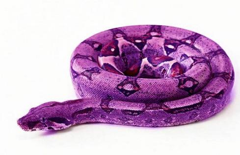 梦见紫色蛇